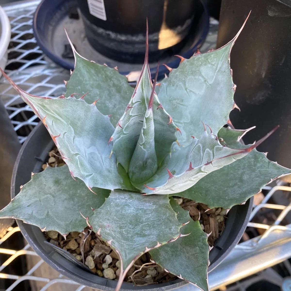 アガベ　パラサナ　トライアンファント　子株付き　　抜き苗　メルカリ便で発送 アガベ パラサナ トライアンファント - メルカリ