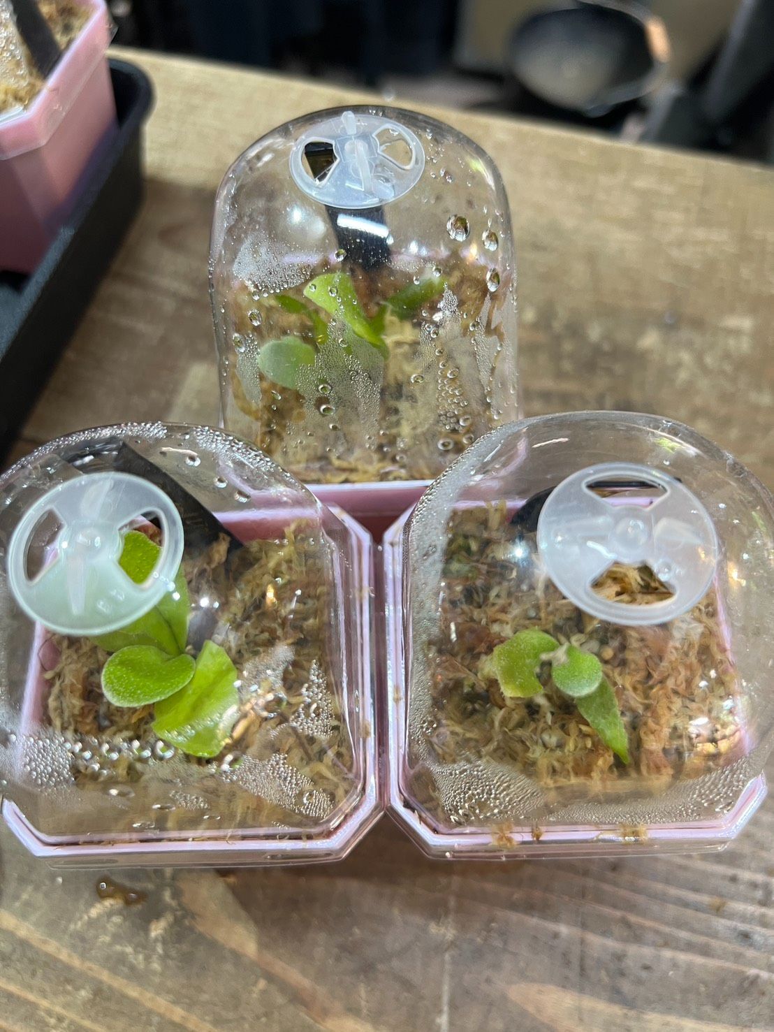 【*U様 nook 4種　TK含　ビカクシダ ⊿ Mr.Nook &Dwarf NookのMother plant 2枚目はBlue queen dwarf