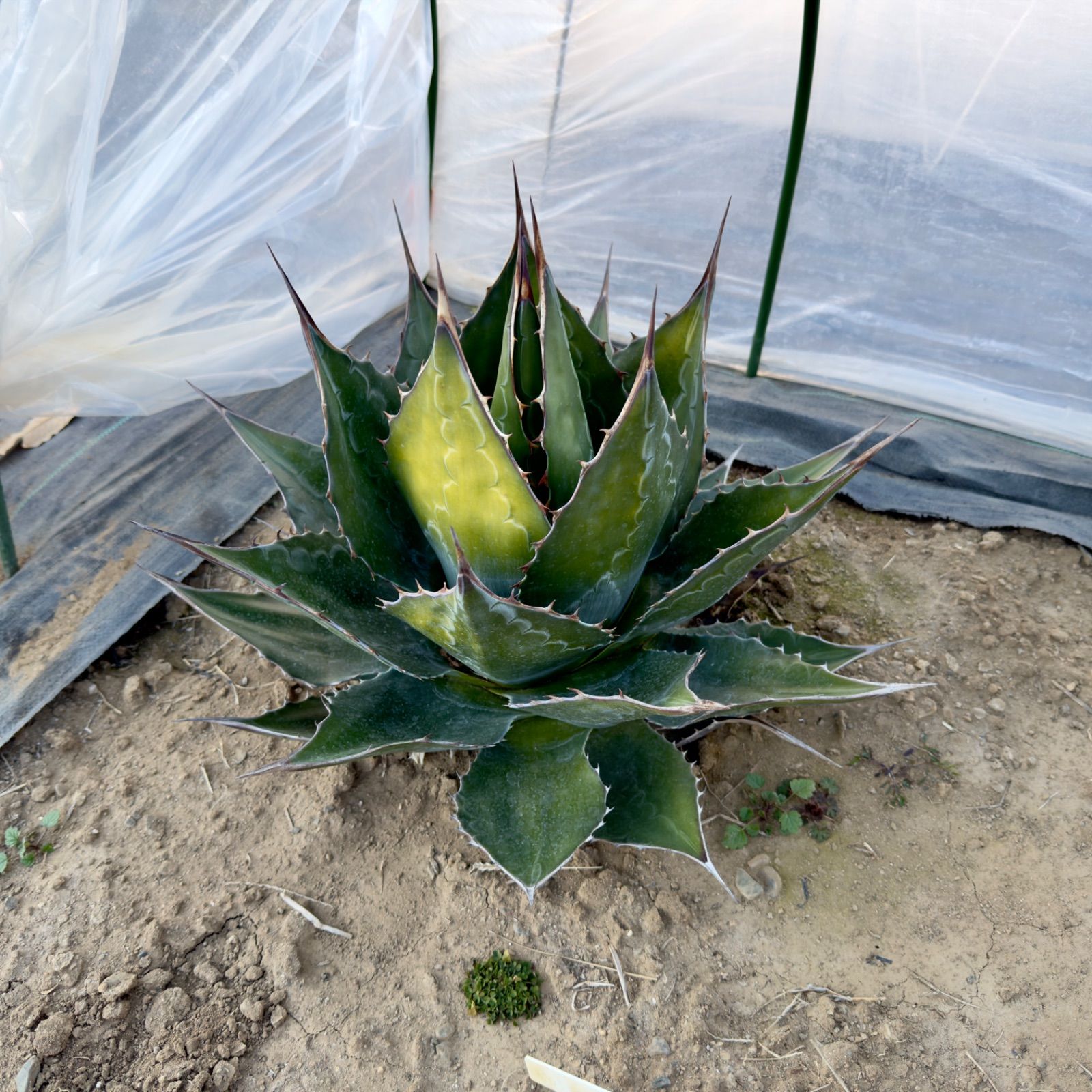 アガベ　モンタナ　大株 NINO産 屋外管理株】アガベ モンタナ 大株 ① - メルカリ
