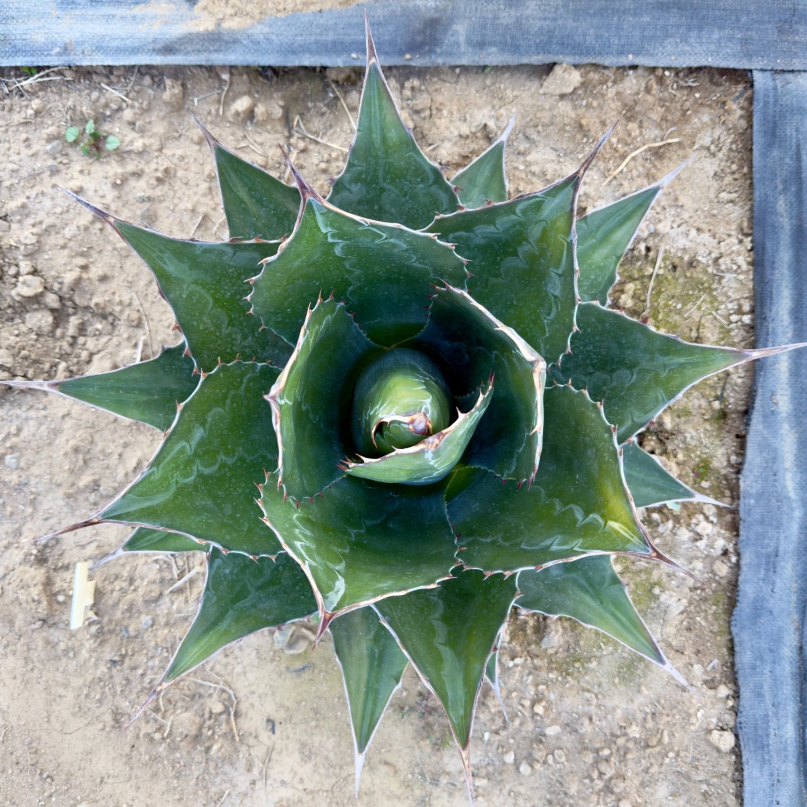 メ*1様 現品販売　アガベ　モンタナ　特大株 アガベ モンタナ 大株 園芸ネット本店｜アガベ：モンタナ特大株 （24