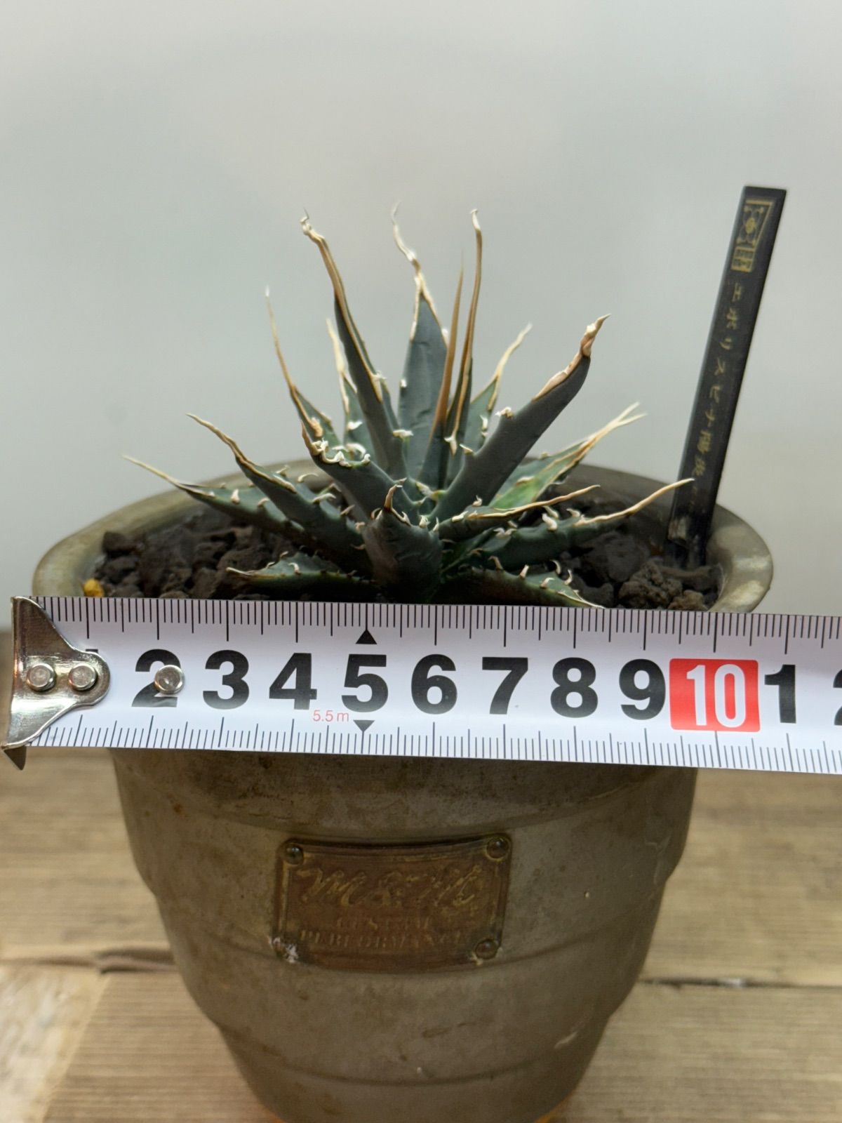 エボリスピナ【陽炎】【うねり】【m&m】 - メルカリ