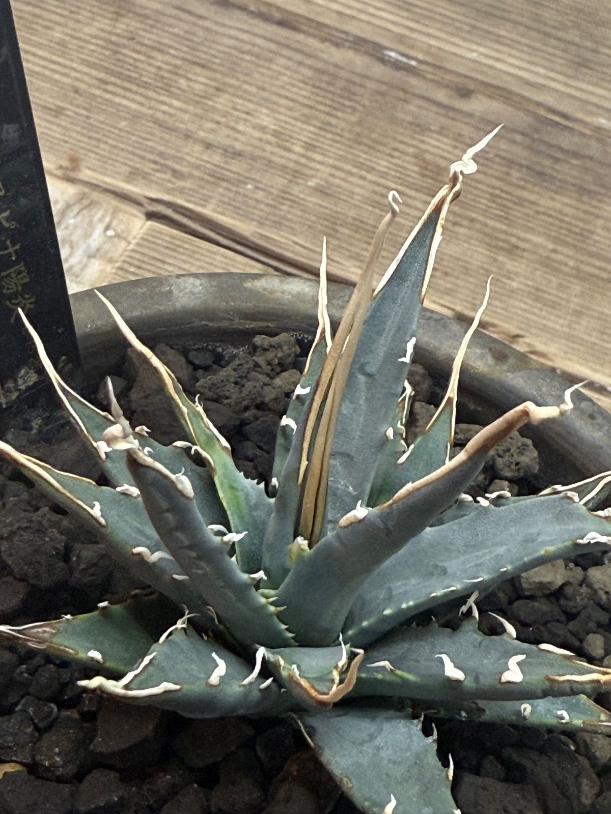 エボリスピナ【陽炎】【うねり】【m&m】 - メルカリ