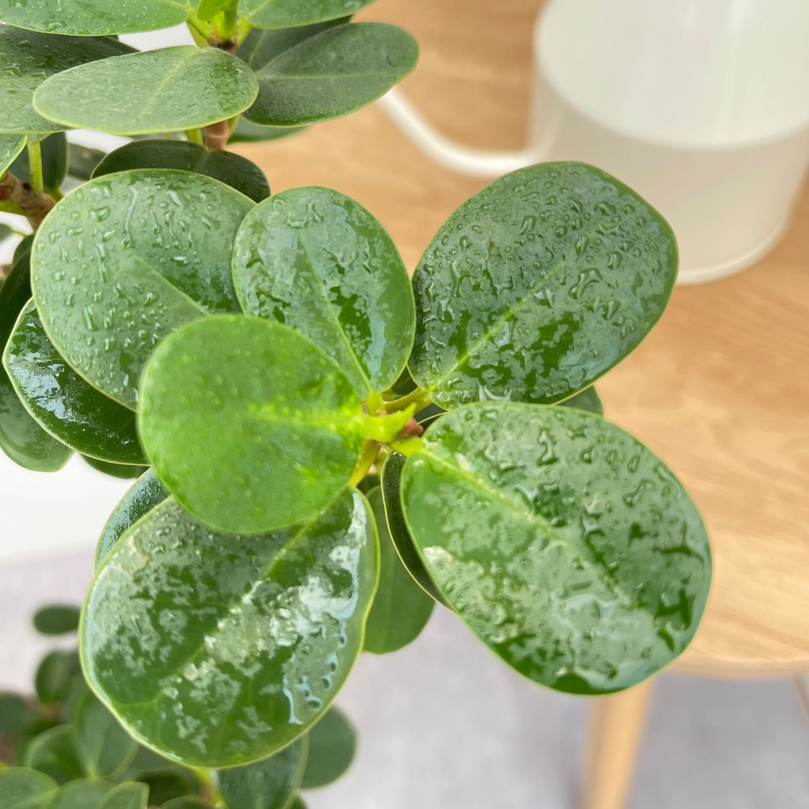 パンダガジュマル 5【現品】☆希少☆ 観葉植物 大型 - メルカリ