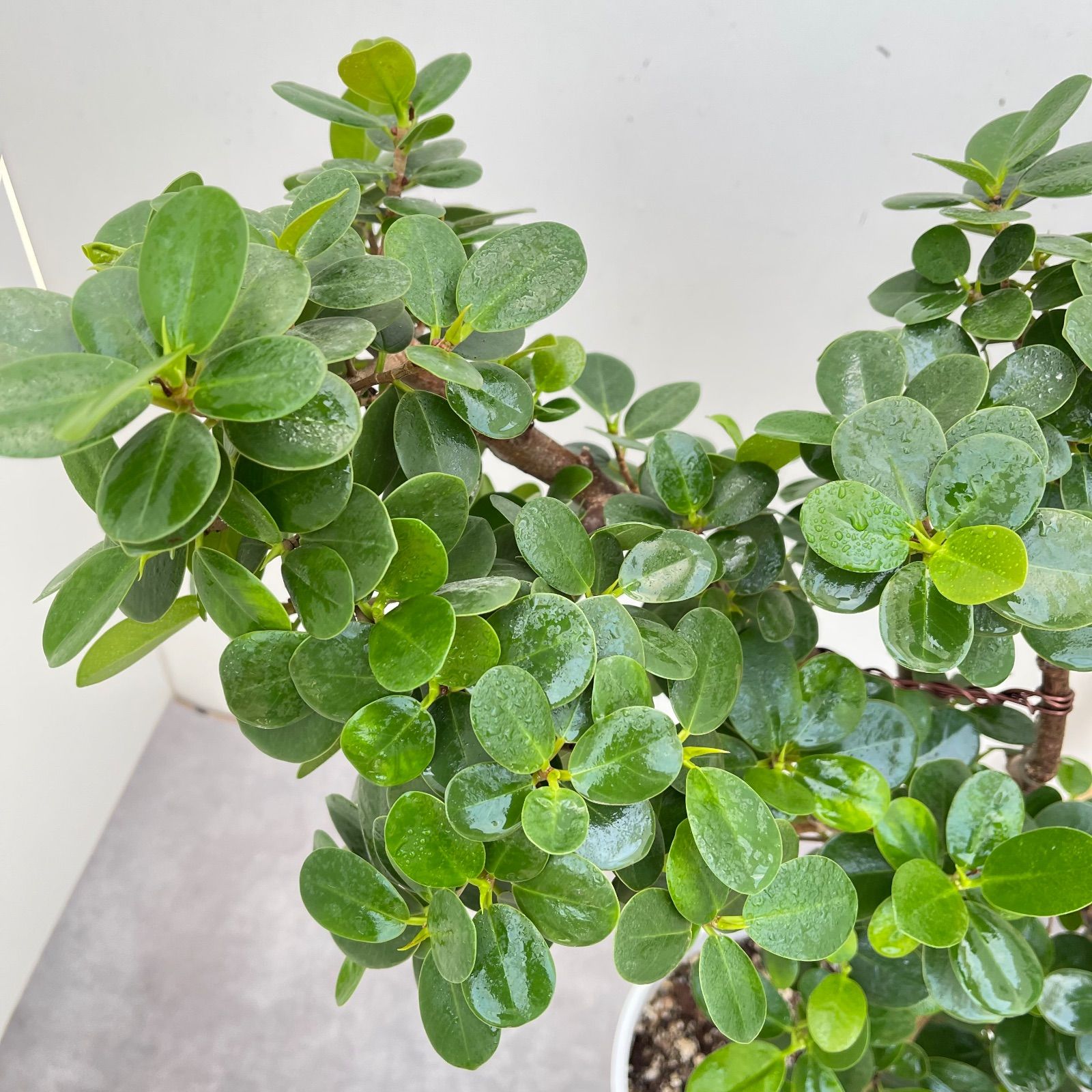 パンダガジュマル 5【現品】☆希少☆ 観葉植物 大型 - メルカリ