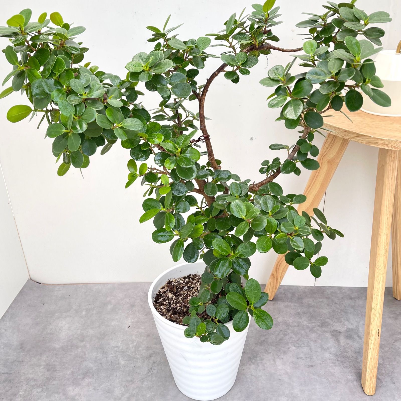 パンダガジュマル 5【現品】☆希少☆ 観葉植物 大型 - メルカリ