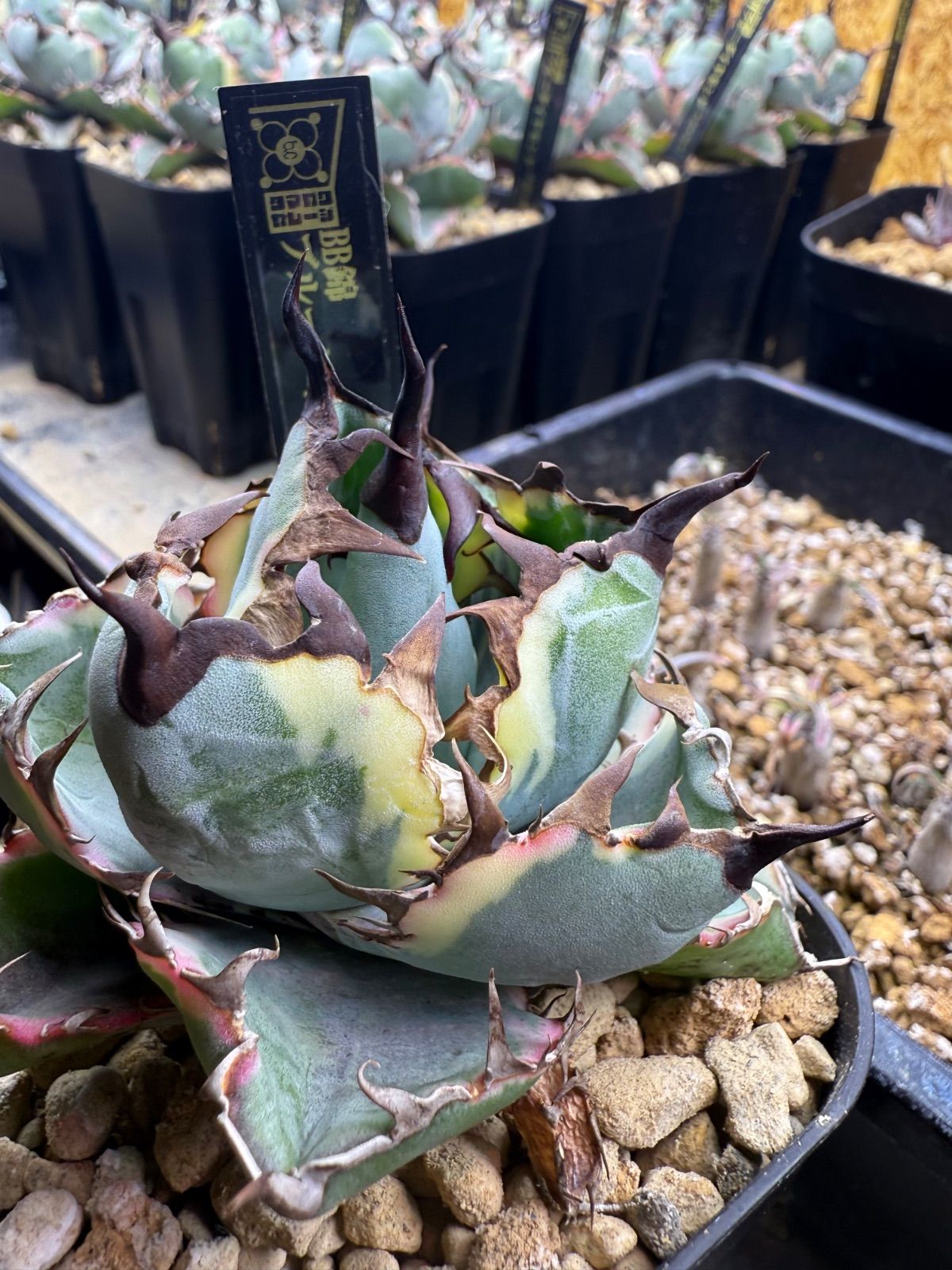 ブルーダイヤモンド BB【ピンク斑入り】【ボール型】 注文