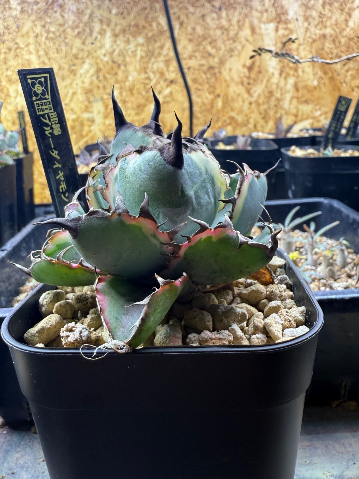 ブルーダイヤモンド BB【ピンク斑入り】【ボール型】 注文