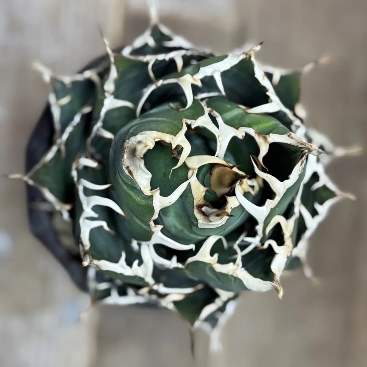 白鯨【コレクション株】【ボールタイプ】【信楽焼】 白鯨【コレクション株】【ボール型】【信楽焼】【中大株】 - メルカリ