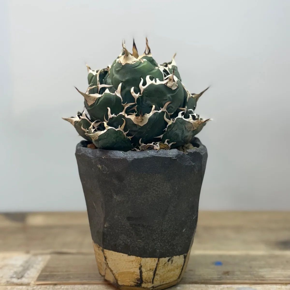 白鯨【コレクション株】【ボール型】【信楽焼】【中大株】 - メルカリ