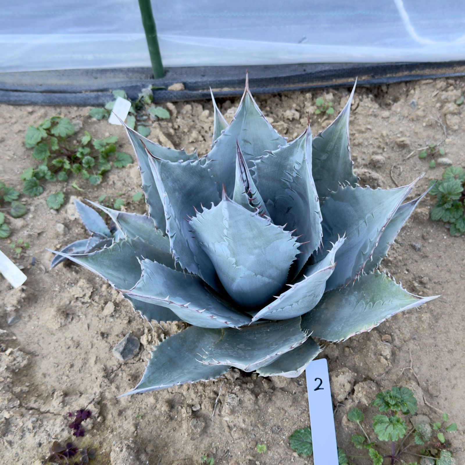 NINO産 屋外管理株】アガベ パラサナ中株 ② 鋸歯細かめタイプ - メルカリ