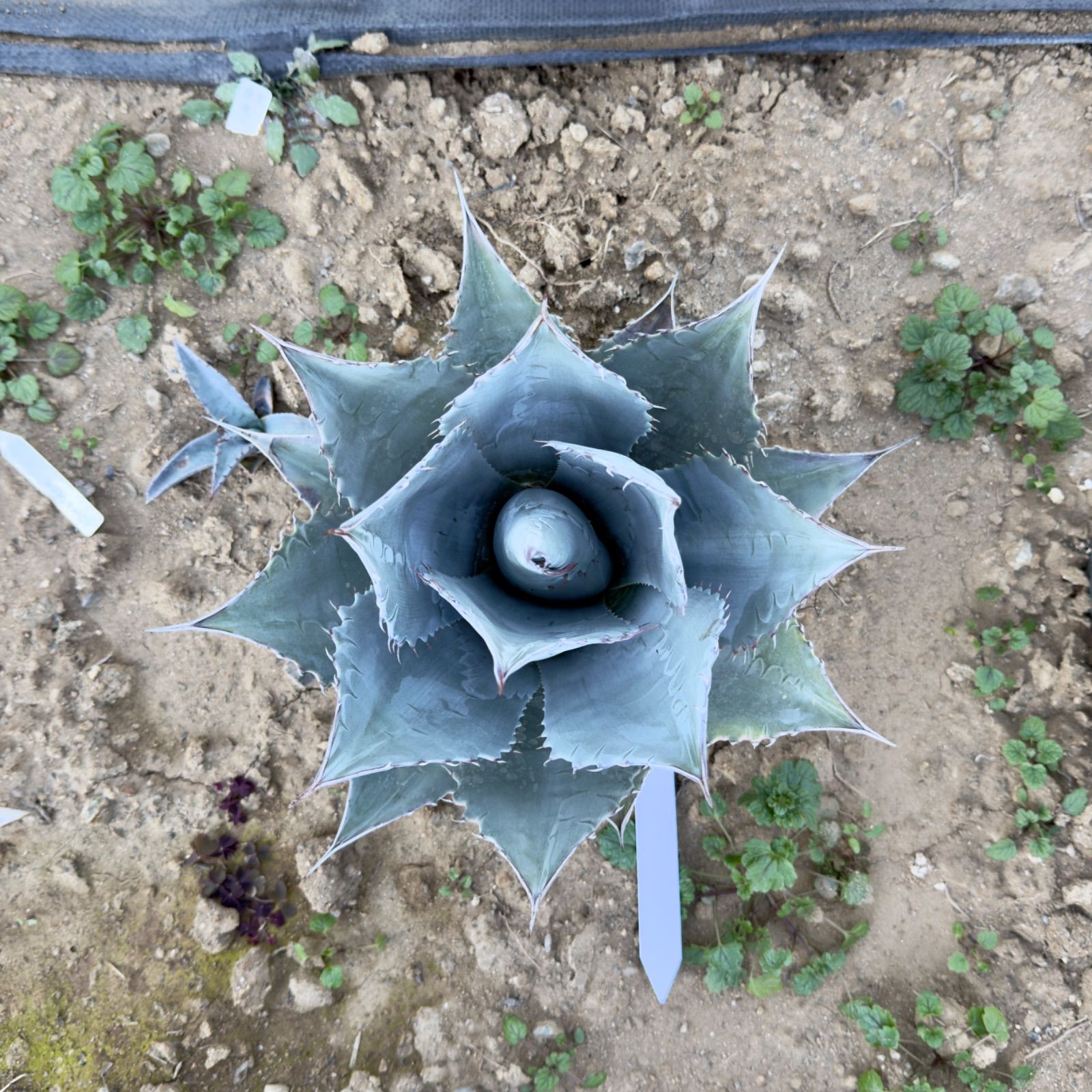 NINO産 屋外管理株】アガベ パラサナ中株 ② 鋸歯細かめタイプ - メルカリ