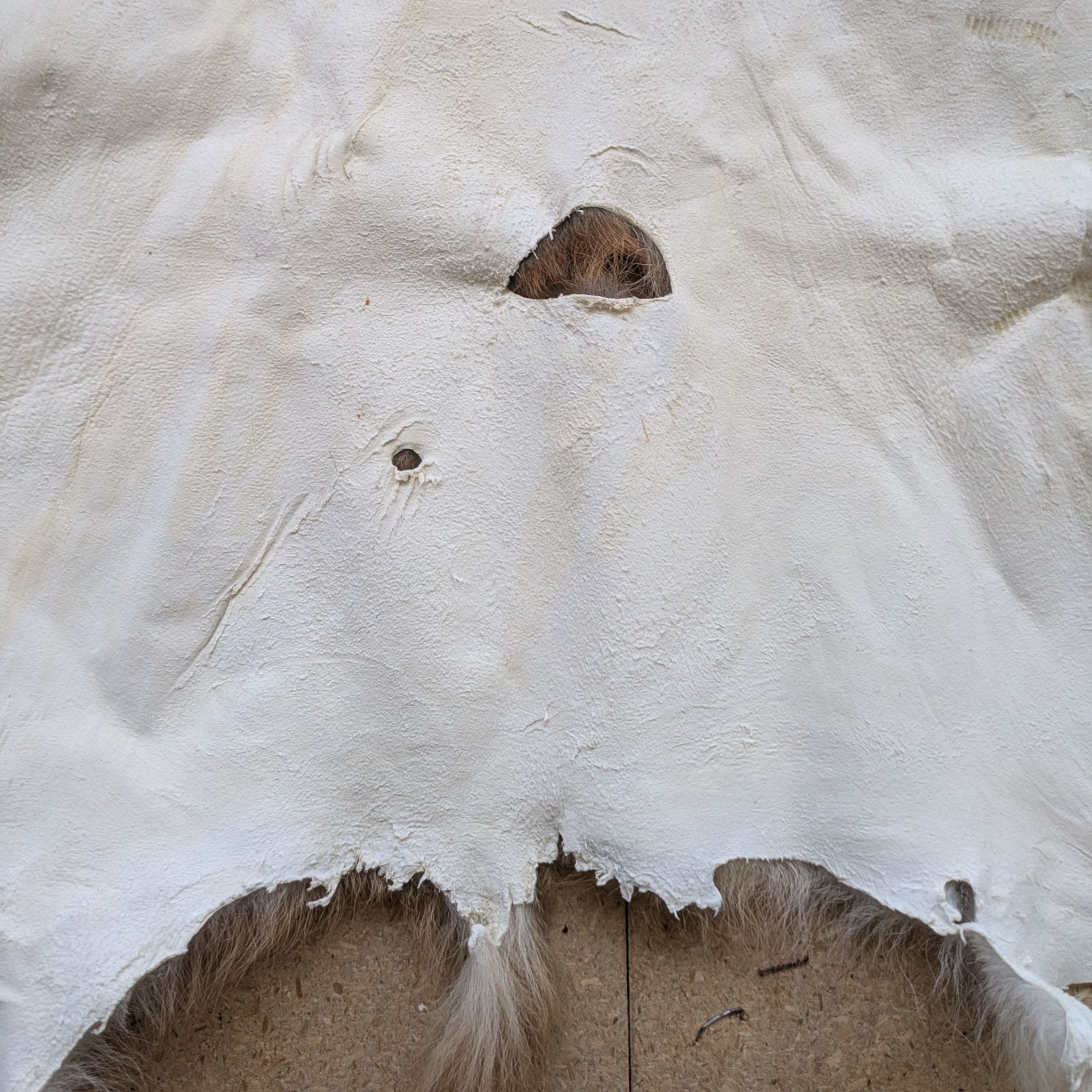 エゾシカ ラグ 夏毛 小鹿 極小 - メルカリ