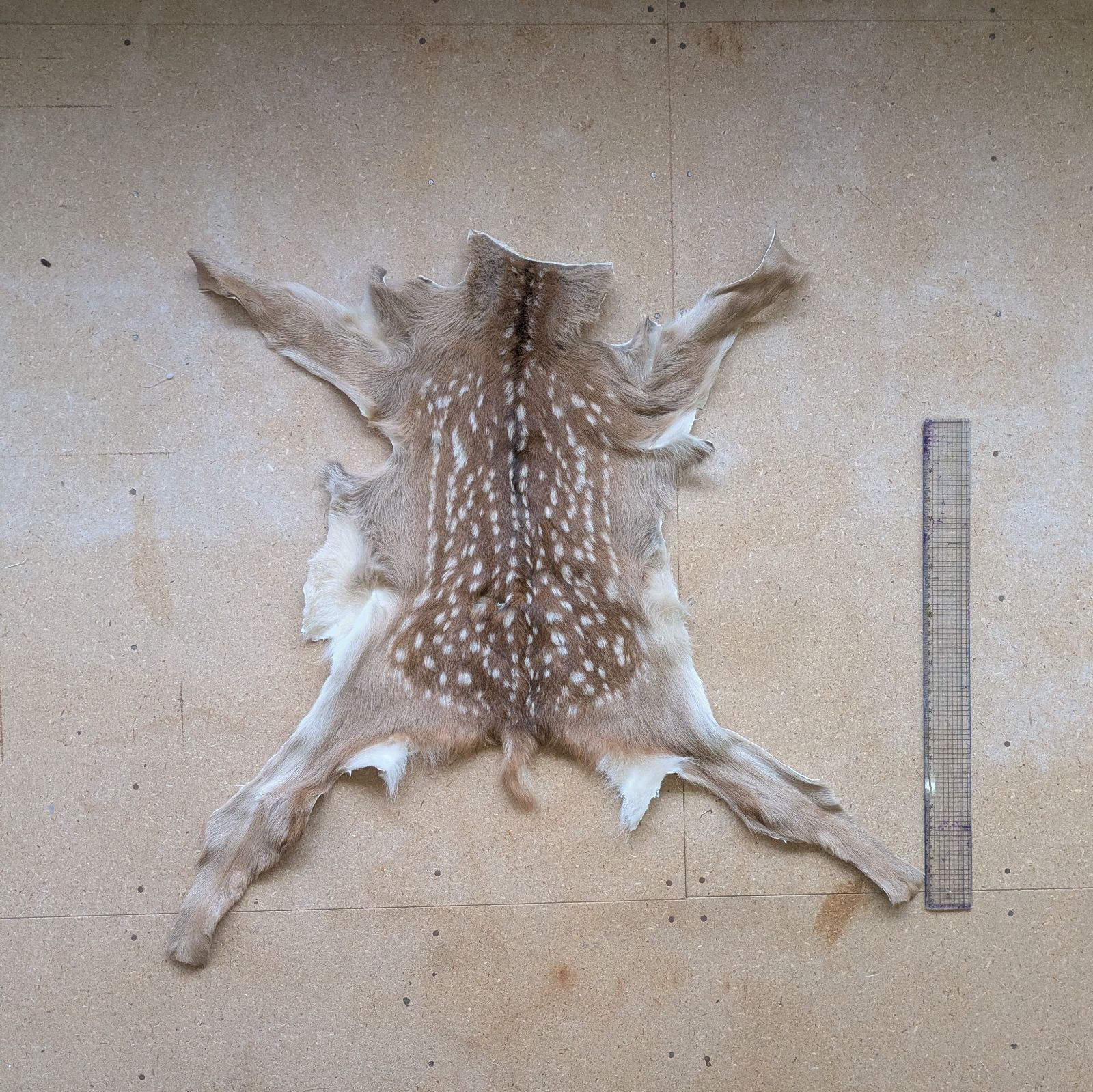 エゾシカ ラグ 夏毛 小鹿 極小 - メルカリ