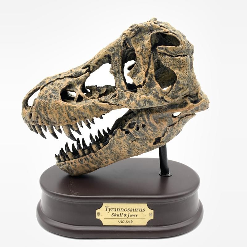 中古】台座破損品)恐竜 ティラノサウルス 「フェバリットコレクション