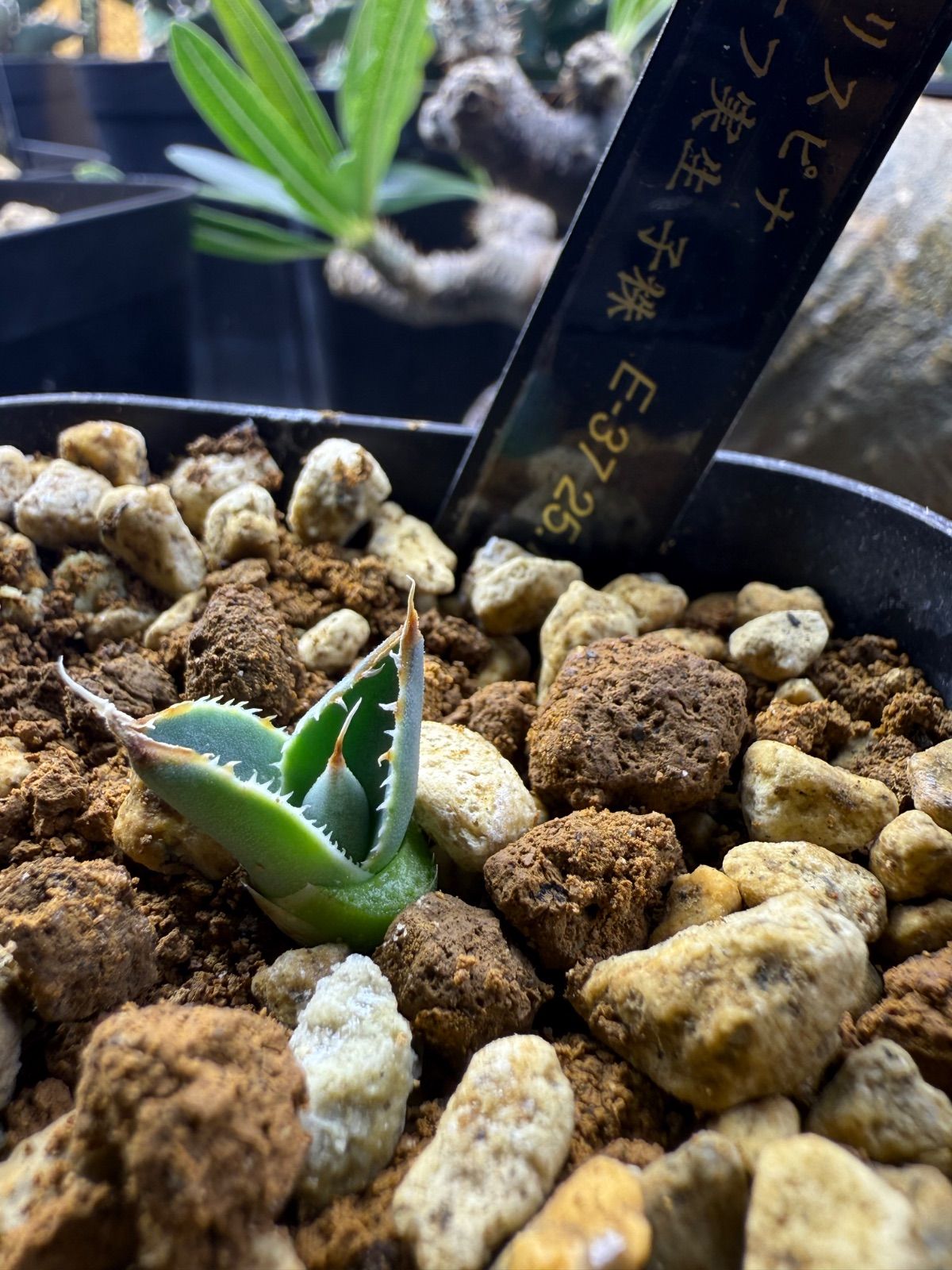 Q*o様 お年玉出品！②【発根済・3.5号サイズ】陽炎×短葉美株