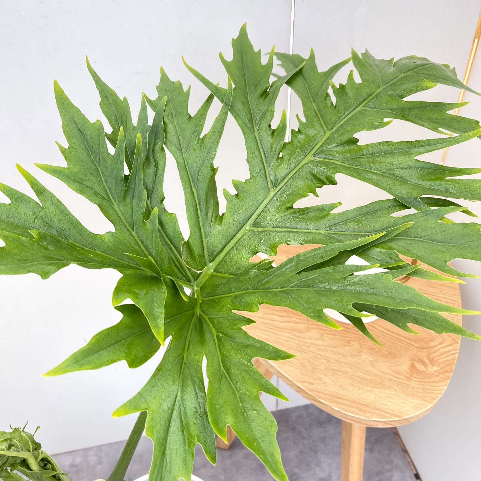 フィロデンドロン ワルセウィッチー グリーン【現品】☆希少☆ 観葉