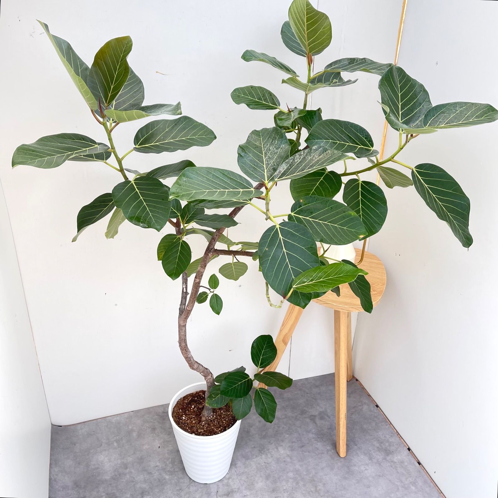 フィカス グランディス 曲がり 4【現品】☆希少☆ 観葉植物 室内 大型