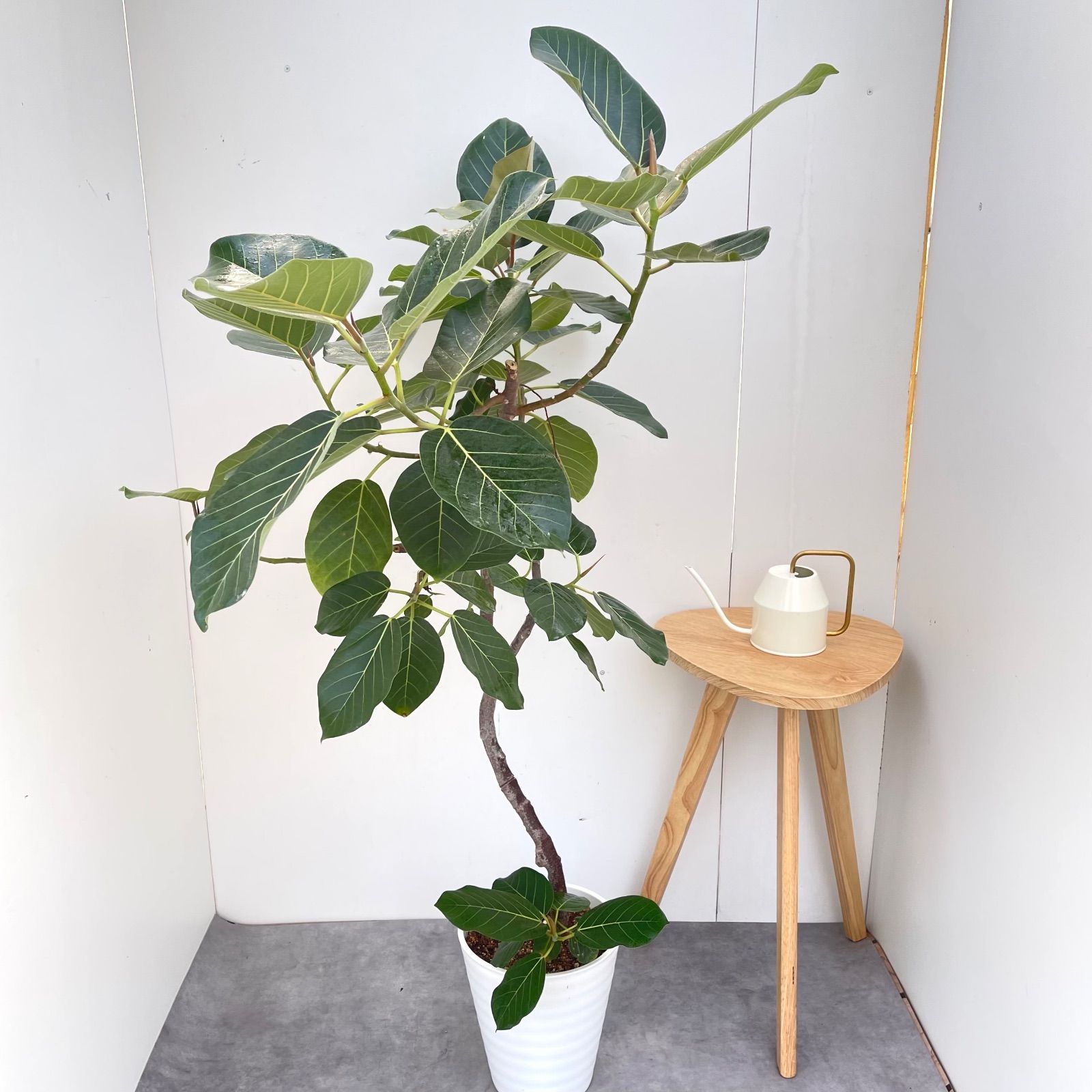 ［現品］【希少】☆おすすめ☆ 89番　フィカス　グランディス　曲がり　8号 フィカス グランディス 曲がり 4【現品】☆希少☆ 観葉植物 室内 大型