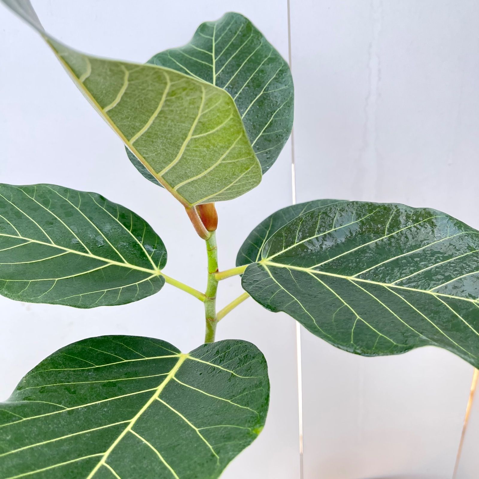 フィカス グランディス 曲がり 4【現品】☆希少☆ 観葉植物 室内 大型