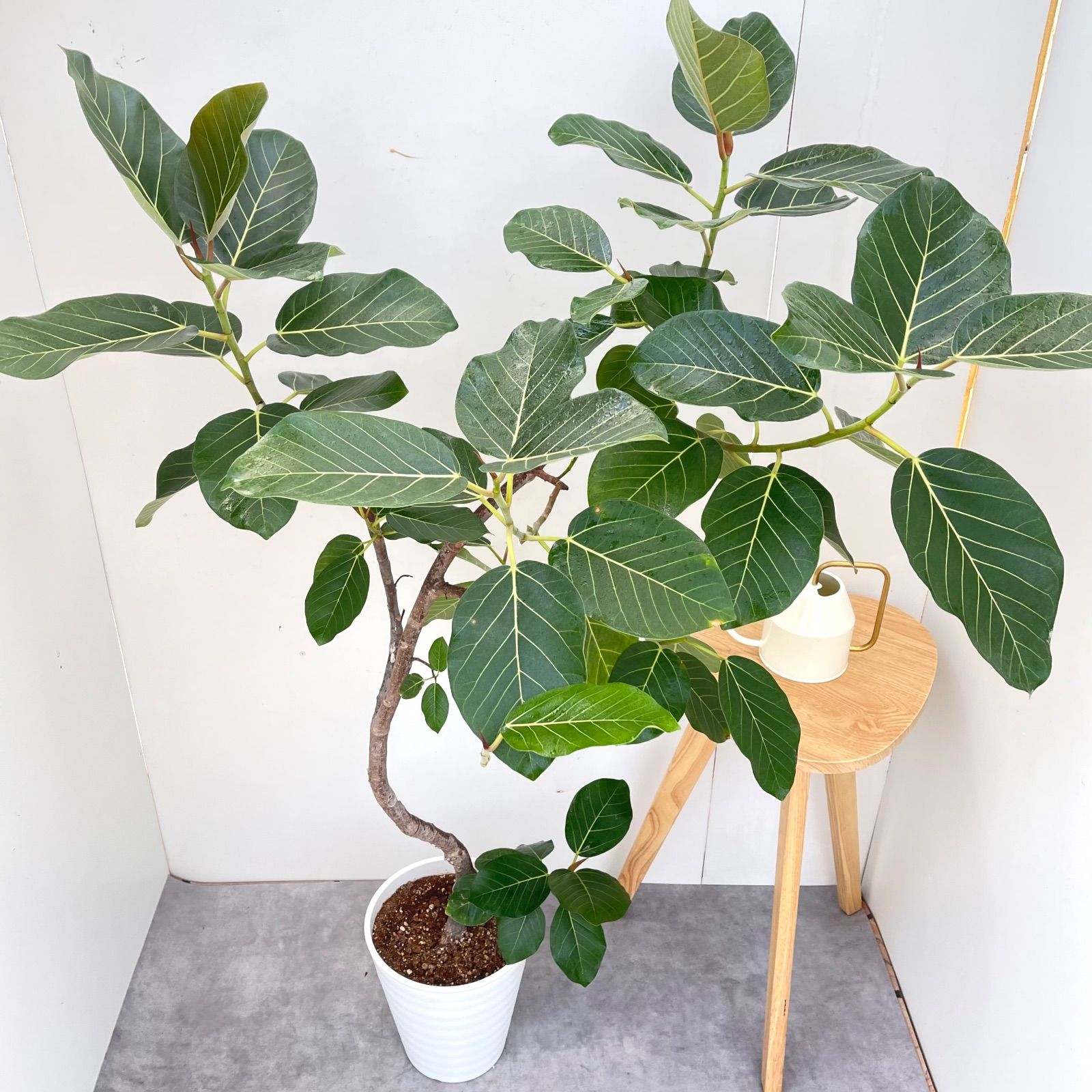 フィカス グランディス 曲がり 4【現品】☆希少☆ 観葉植物 室内 大型