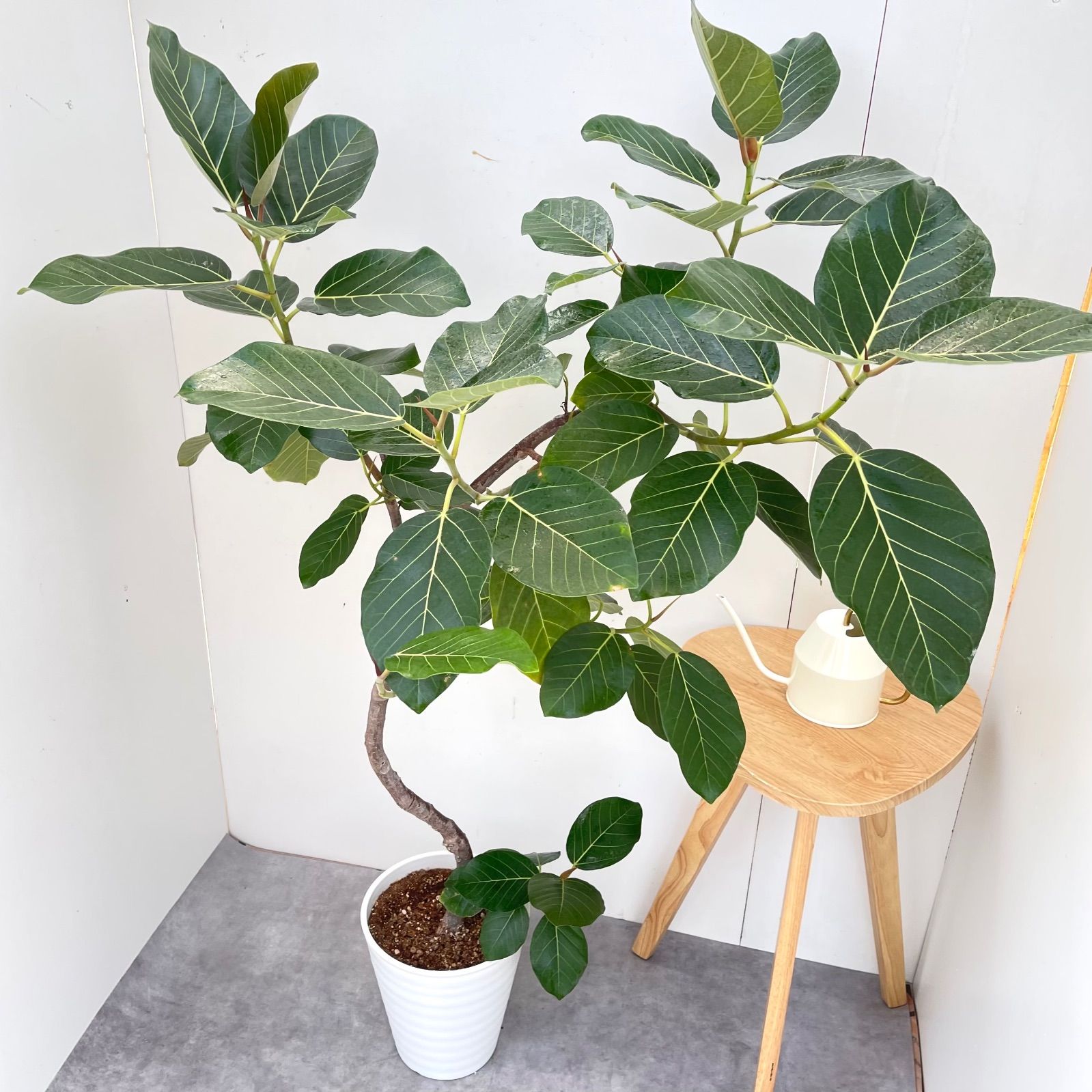 フィカス グランディス 曲がり 4【現品】☆希少☆ 観葉植物 室内 大型