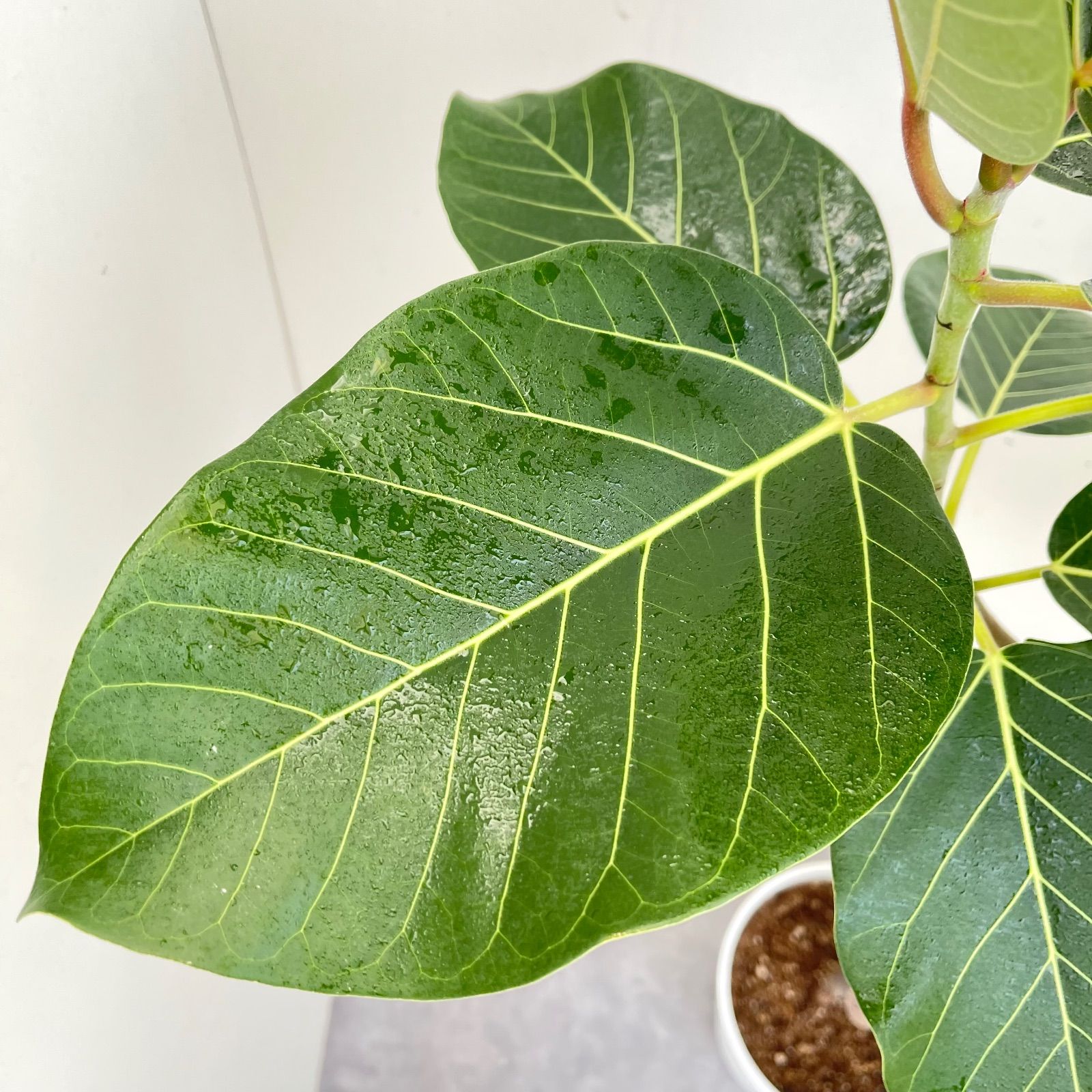 フィカス グランディス 曲がり 4【現品】☆希少☆ 観葉植物 室内 大型