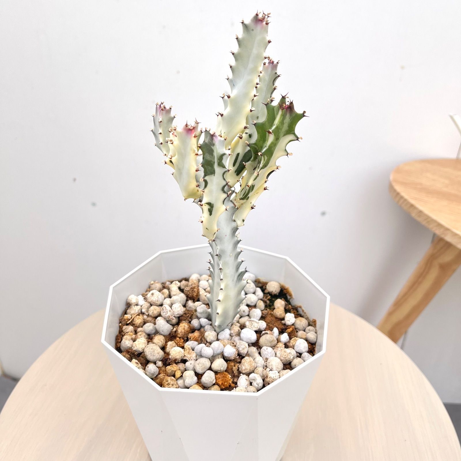 ユーフォルビア ホワイトゴースト【現品】☆希少☆ 観葉植物 室内 5号