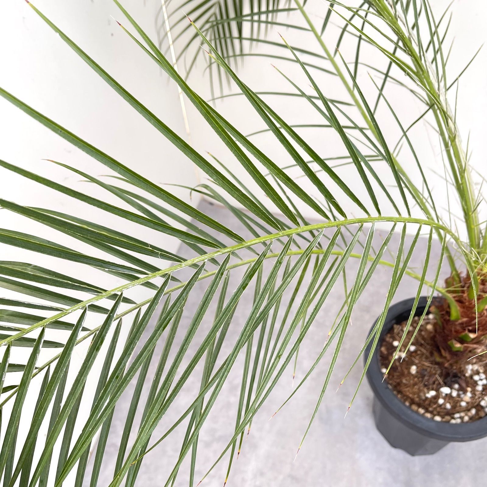 フェニックスロベレニー（230） 楽天市場】フェニックスロベレニー 10号の通販