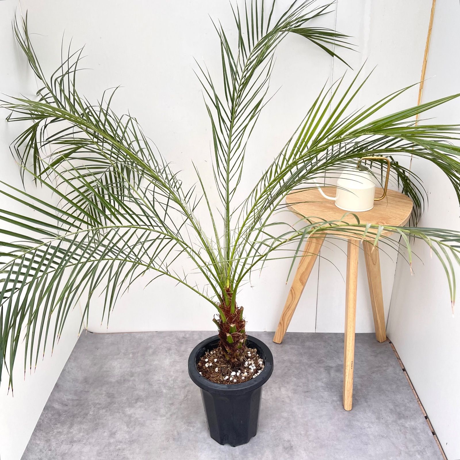 フェニックスロベレニー（230） 楽天市場】フェニックスロベレニー 10号の通販