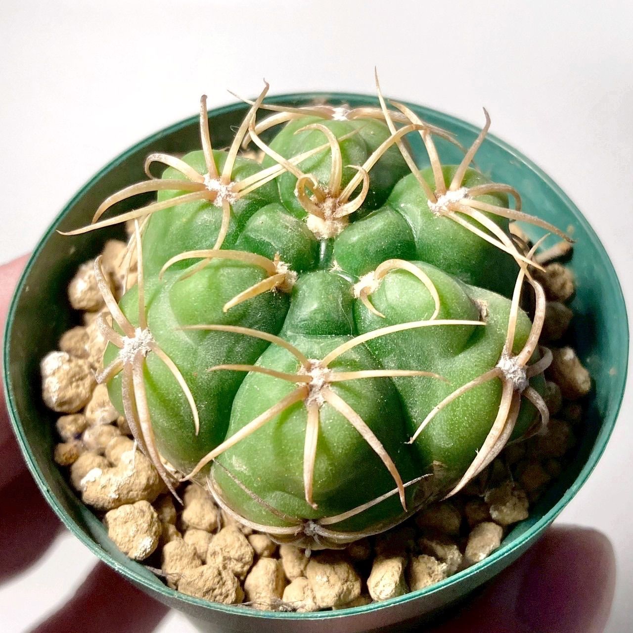 サボテン ギムノカリキウム 海王丸 鉢ごと発送 - メルカリ