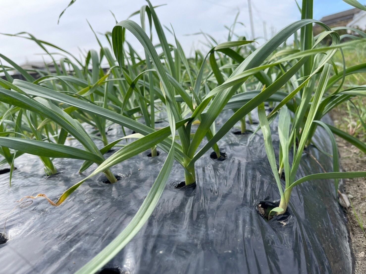 高知県産 葉ニンニク 1kg 農家直送！希少野菜 - メルカリ