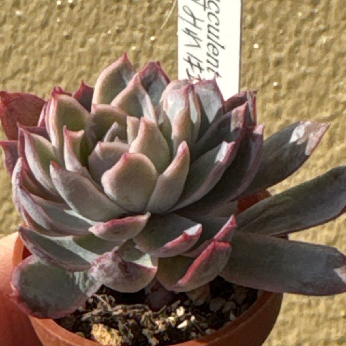 すみれ牡丹 エケベリア 多肉植物 抜き苗 すみれ牡丹❣️札付き❗️多肉植物 抜き苗 - メルカリ