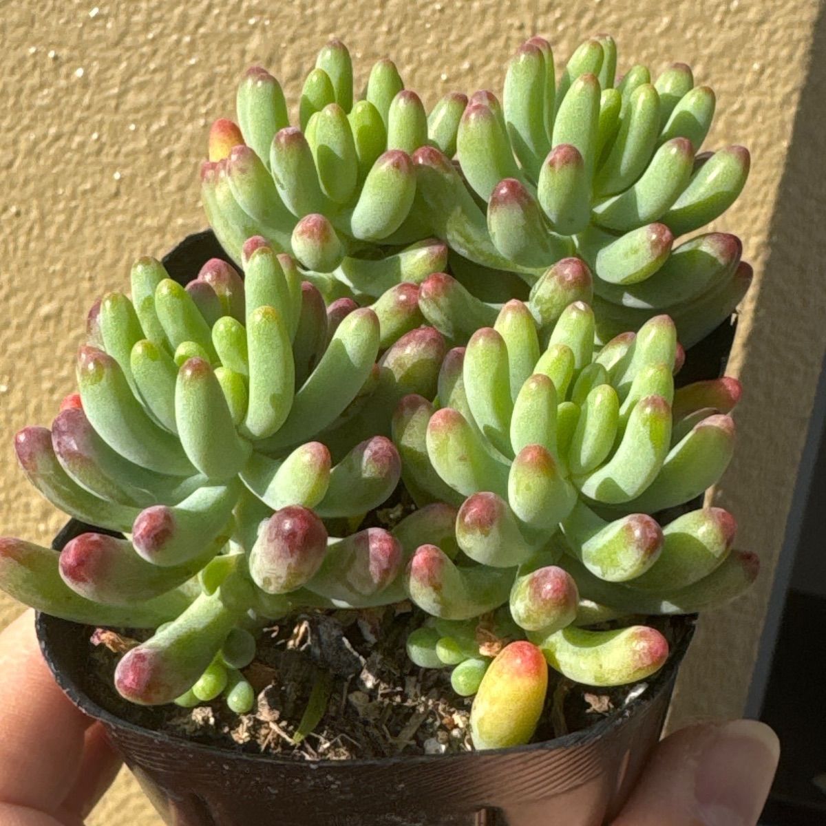 乙女心 11苗 【抜き苗】多肉植物 ロッティx乙女心 セダム交配 抜き苗