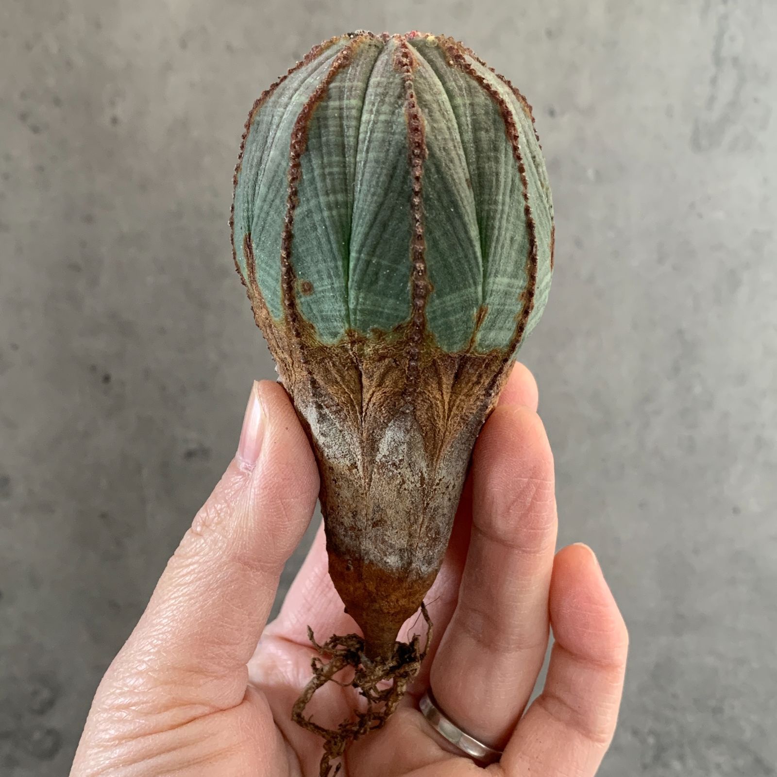B16656【数量限定！選抜株！】ユーフォルビア オベサ Euphorbia obesa