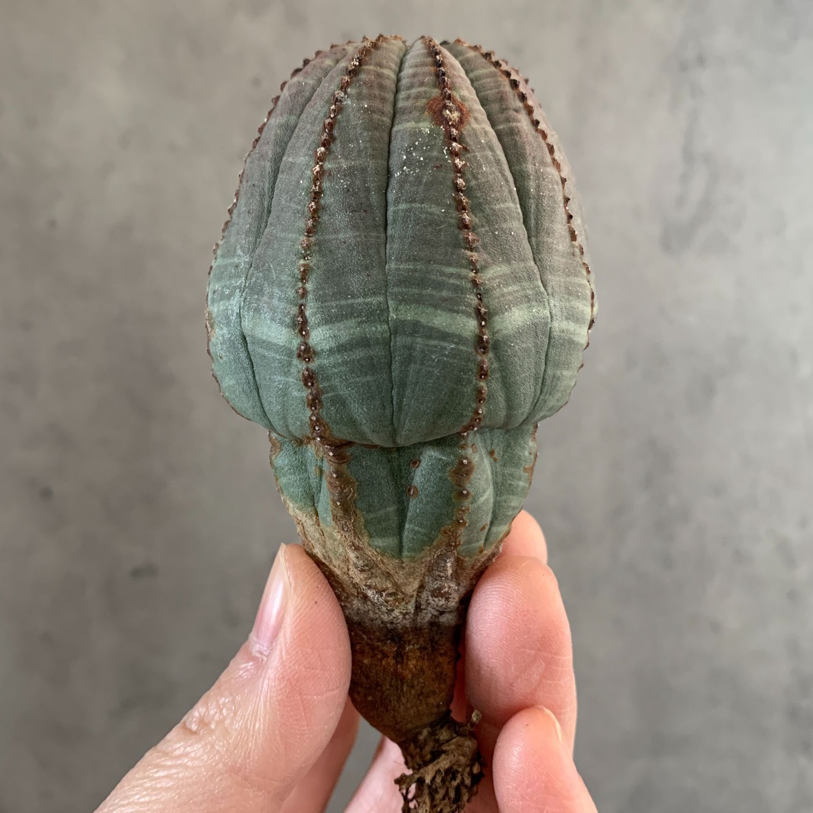 B16672【数量限定！選抜株！】ユーフォルビア オベサ Euphorbia obesa