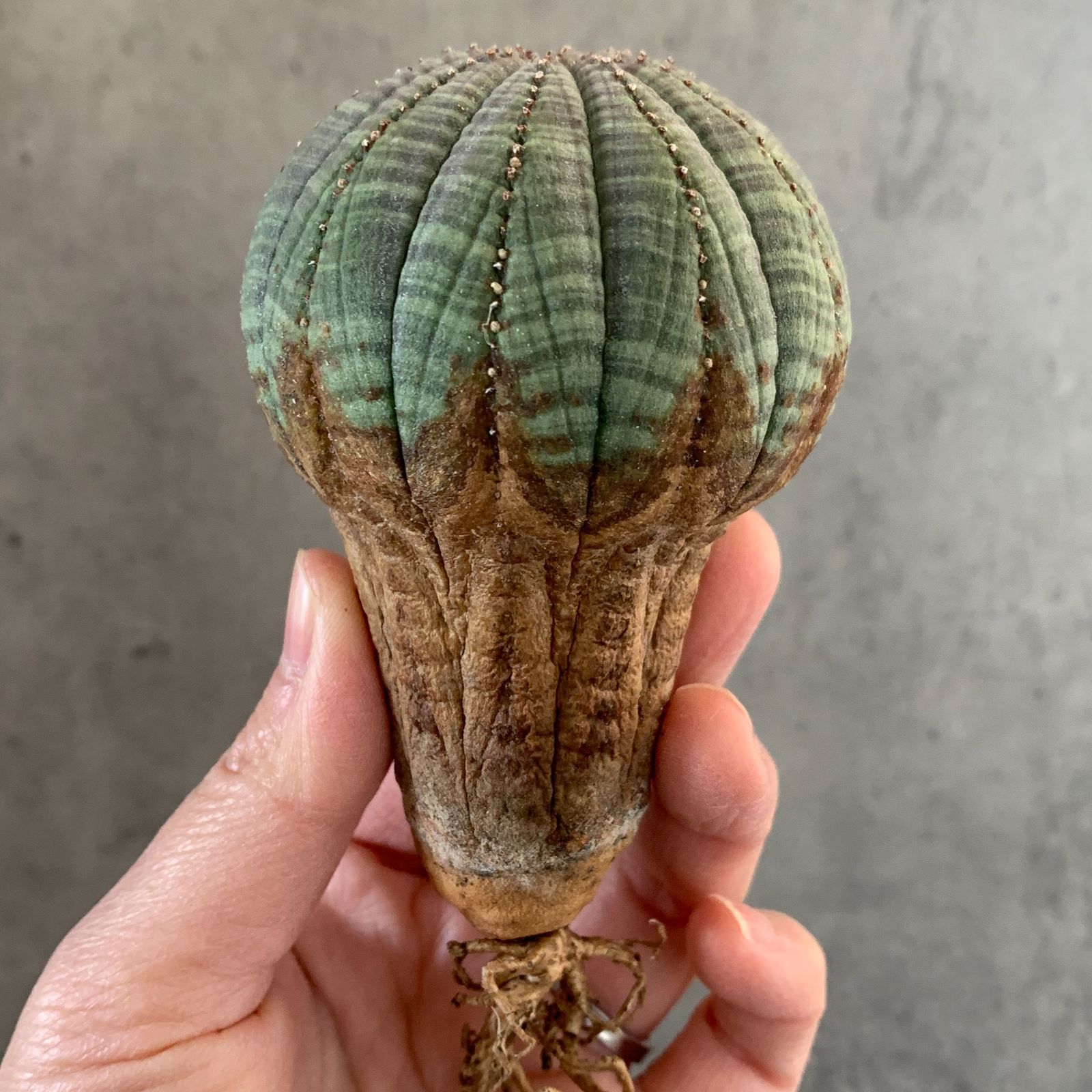 B16680【数量限定！選抜株！】ユーフォルビア オベサ Euphorbia obesa
