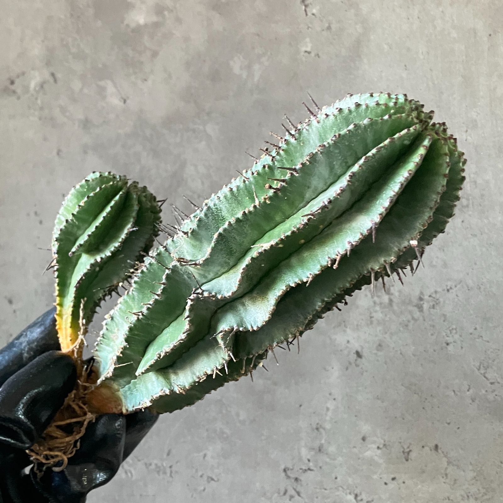 B16860 極上SS級！超巨大株！！数量限定販売！！イタリア産