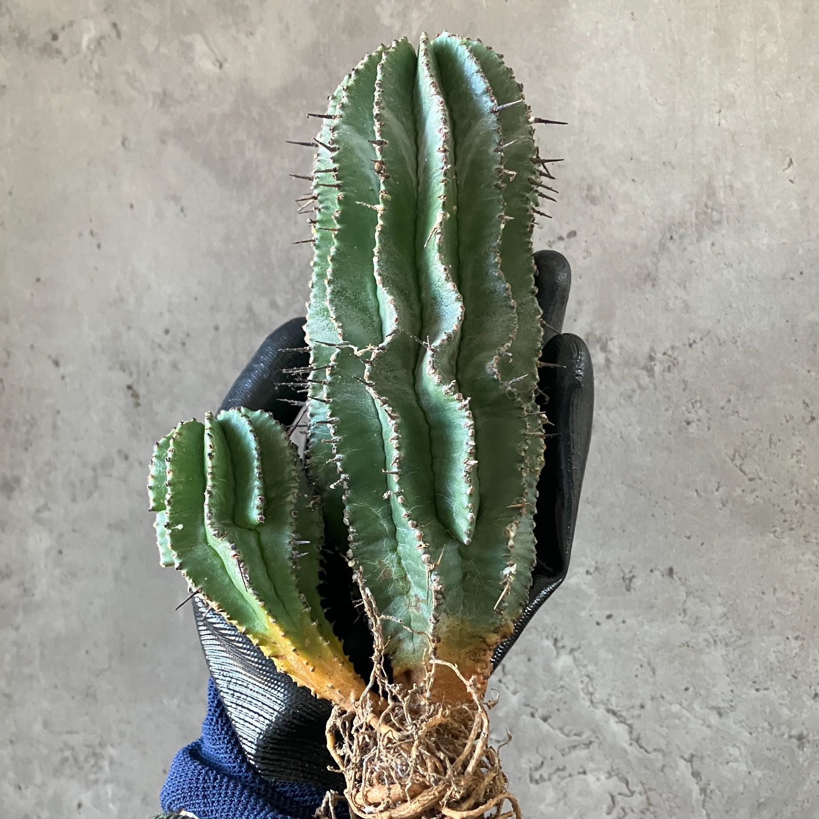 B16860 極上SS級！超巨大株！！数量限定販売！！イタリア産