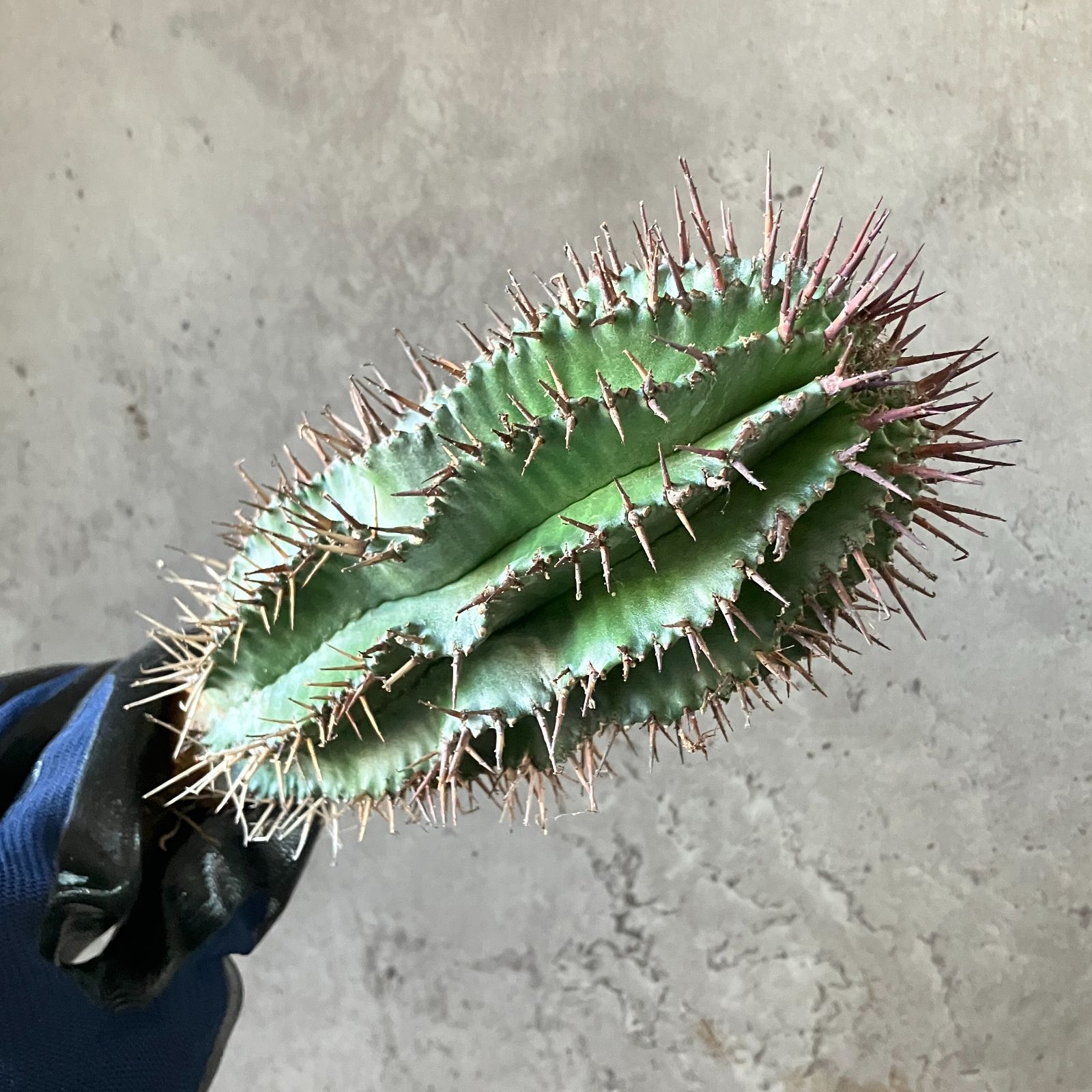 B16862 極上SS級！超巨大株！！数量限定販売！！イタリア産