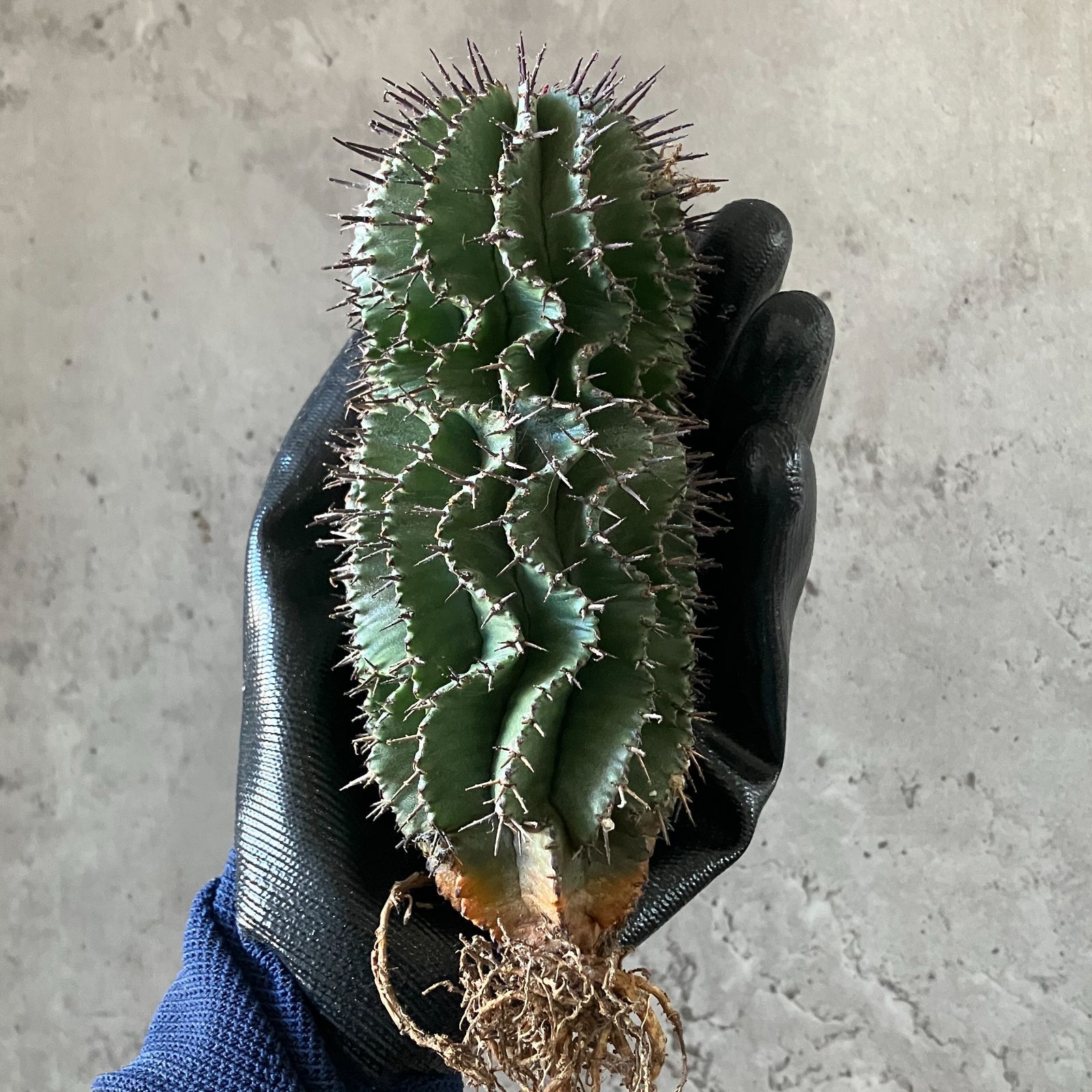 B16863 極上SS級！超巨大株！！数量限定販売！！イタリア産