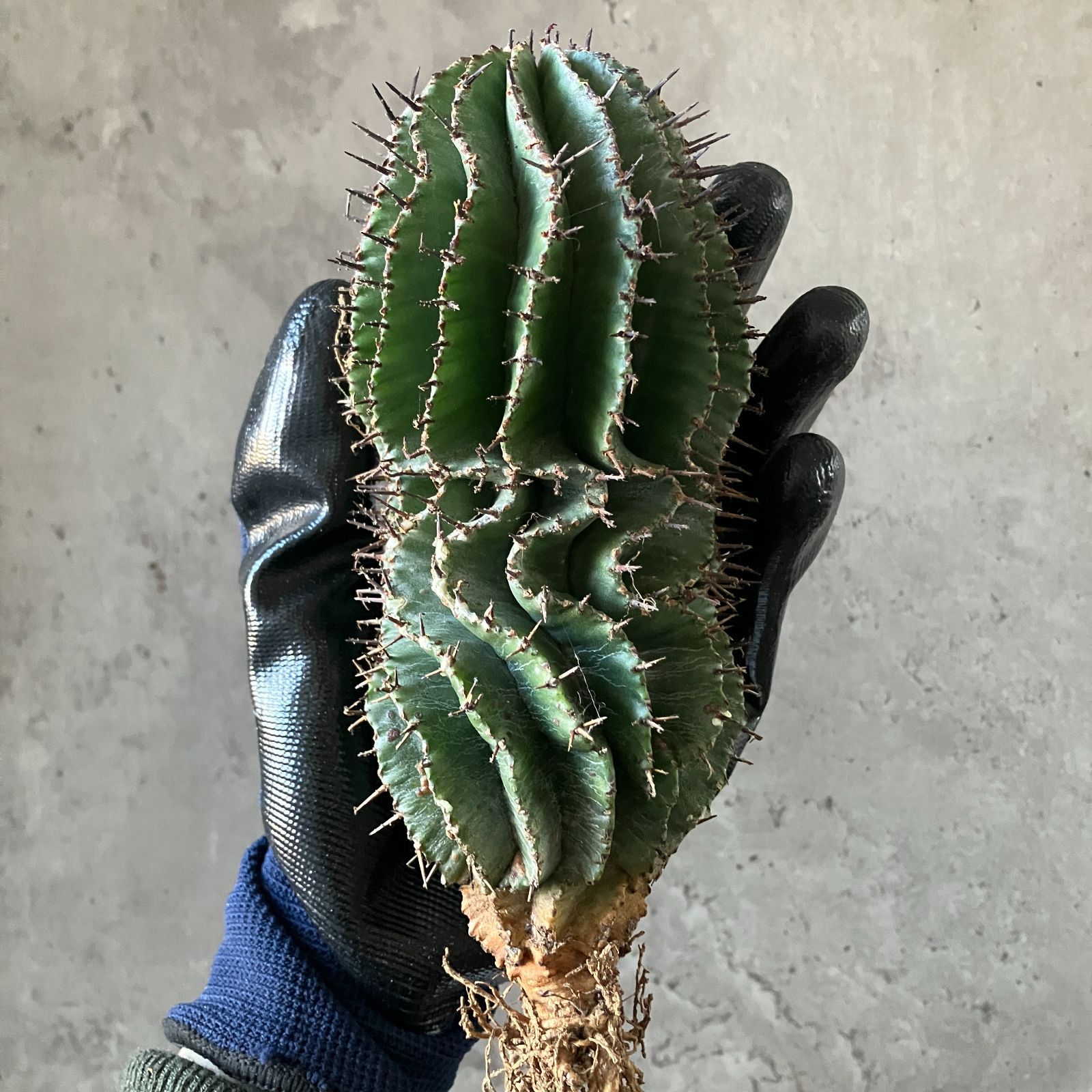 イタリア産 ユーフォルビア ホリダ 特大株 B16866 極上SS級！超巨大株！！数量限定販売！！イタリア産