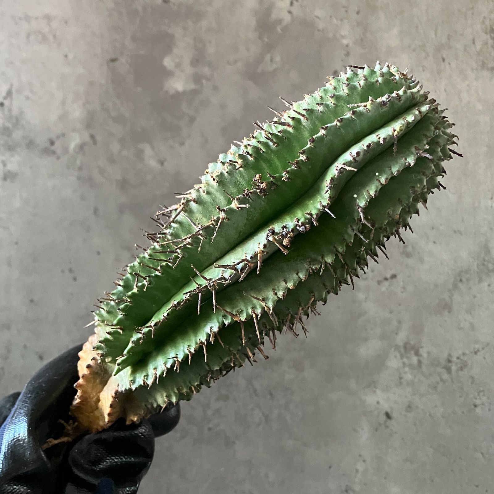 イタリア産 ユーフォルビア ホリダ 特大株 B16867 極上SS級！超巨大株！！数量限定販売！！イタリア産