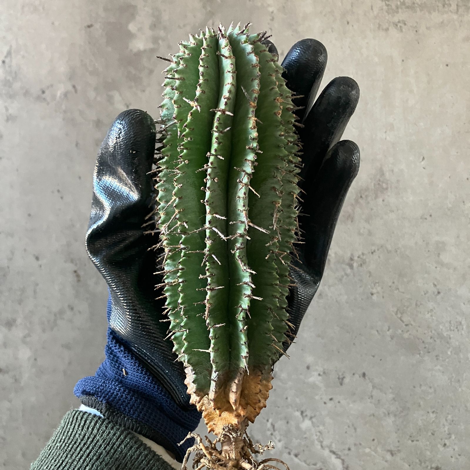 B16867 極上SS級！超巨大株！！数量限定販売！！イタリア産