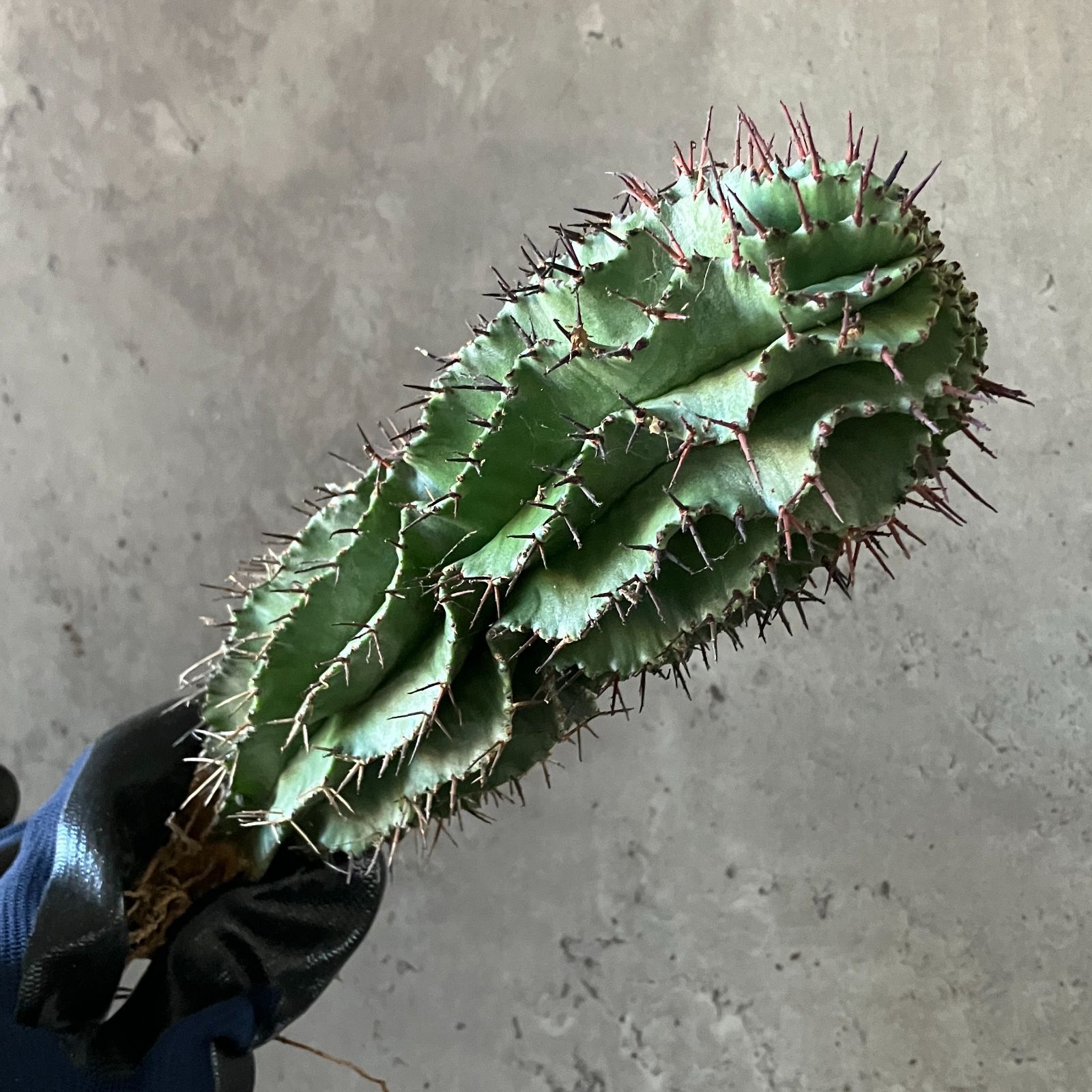 イタリア産 ユーフォルビア ホリダ 特大株 イタリア産 超大株 ユーフォルビア ホリダ 【公式通販】