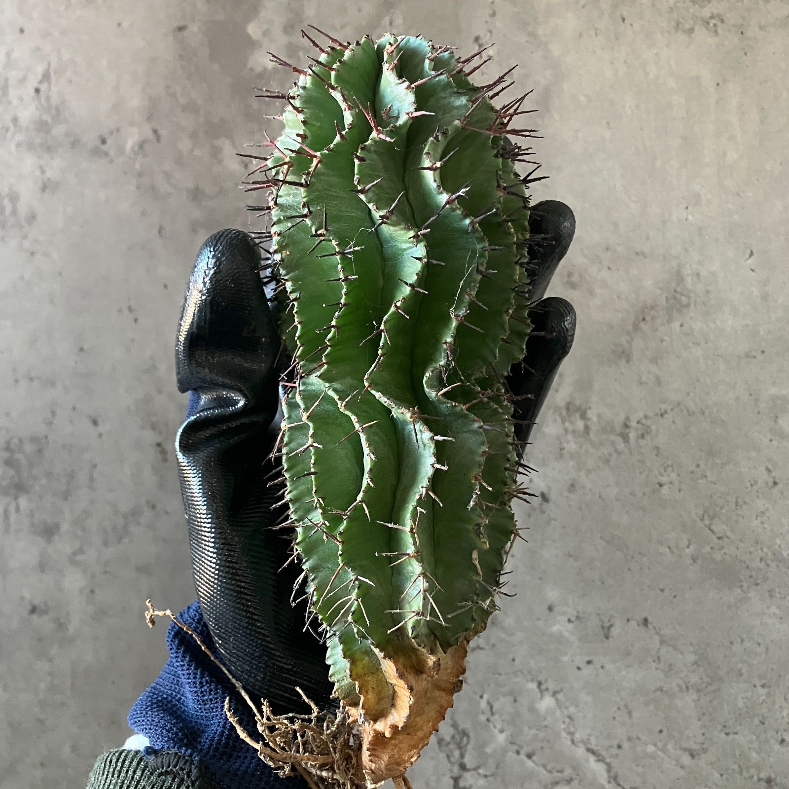 イタリア産 ユーフォルビア ホリダ 特大株 B16868 極上SS級！超巨大株！！数量限定販売！！イタリア産