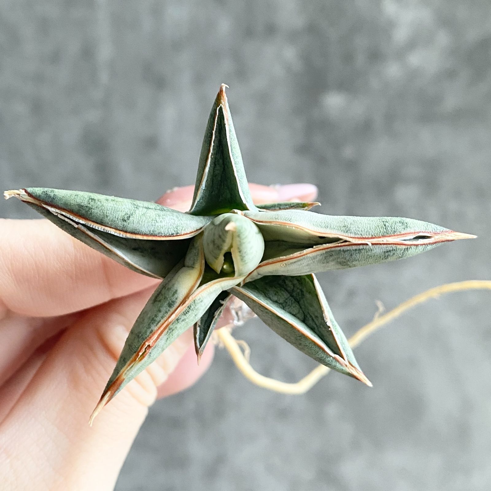 S11957【SS級超希少 ！！】白斑入り サンスベリア ブルー クローン