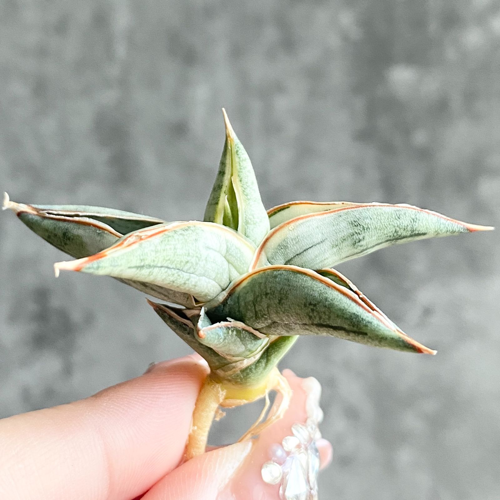 S11957【SS級超希少 ！！】白斑入り サンスベリア ブルー クローン