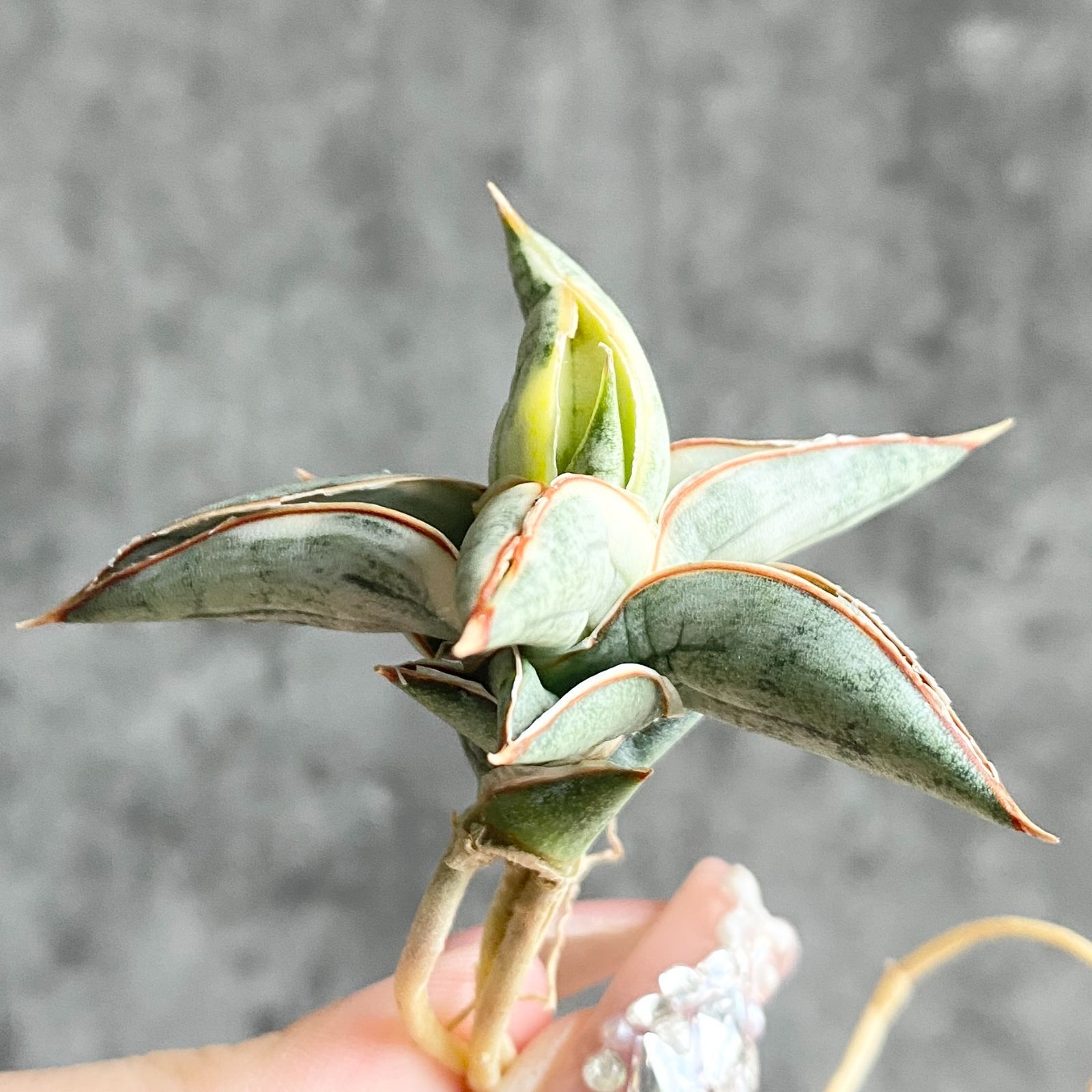 S11959【SS級超希少 ！！】白斑入り サンスベリア ブルー クローン