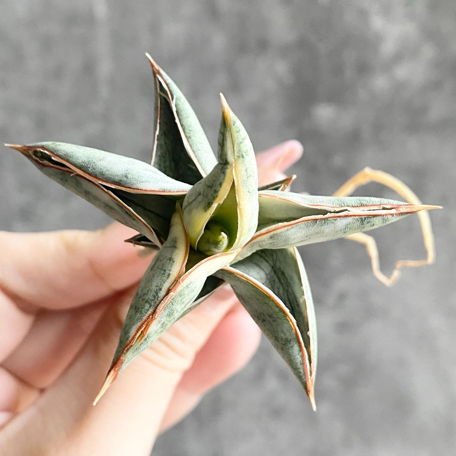 S11959【SS級超希少 ！！】白斑入り サンスベリア ブルー クローン