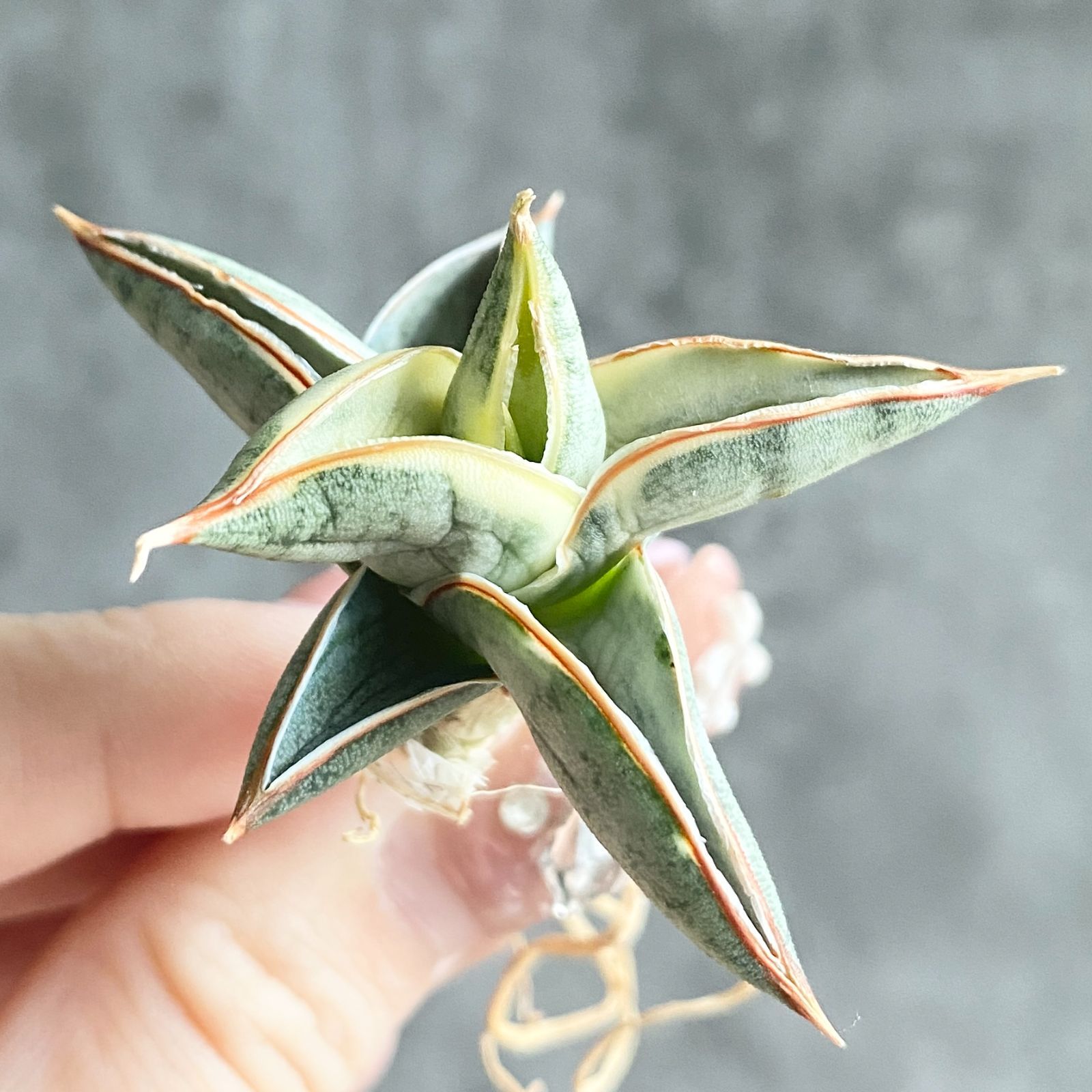 S11960【SS級超希少 ！！】白斑入り サンスベリア ブルー クローン